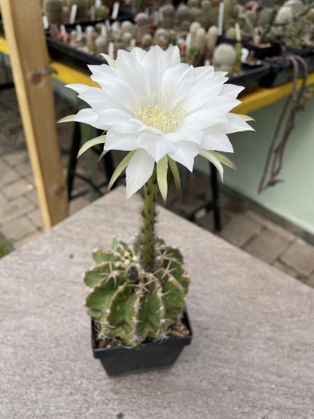 Echinopsis eyriesii